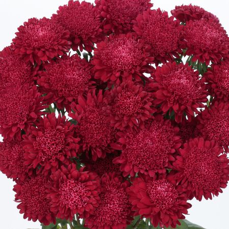 Bonita Scarlet, Aster Seeds - Packet image number null